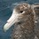 Giant Petrel